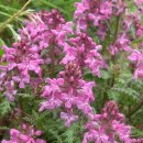 구름송이 이미지