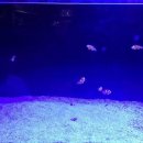 아쿠아펫 카페수족관 이미지