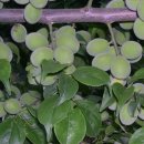 소망농장 이미지