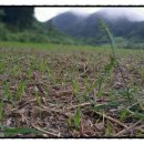 알콩달콩 흑염소 이미지