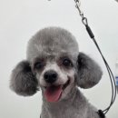 댕댕특별시 이미지