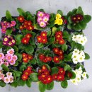 본당보건진료소 이미지