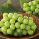 초심이네 이미지