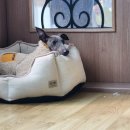 낭창한 강아지 | 부산 애견훈련소 강아지 방문교육으로 다견 가정 싸움 합사 문제 해결한 후기