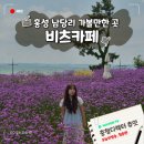 홍성집교차로 3 | 홍성 토박이 매년 방문하는 남당리 비츠카페 샤스타데이지 지고 버들마편초 버베나 보고 온 후기