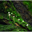 숲속의작은마을 이미지