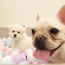 언제나너와 이미지