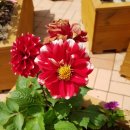 해피농장 이미지