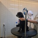 도그-in 하우스 이미지