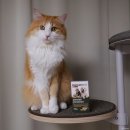 이뮤노팜 | 반려동물 영양제 김약사네 이뮤노팜 이뮤노벳 고양이 급여 후기