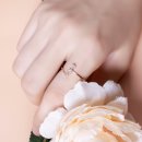 세인트스코트 카카오 검색결과