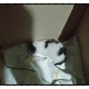 씨밀레동물병원 이미지