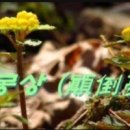 몽상 Daum카페