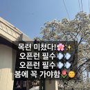 로드 | 서울 중랑구 목련 카페 '빈스로드' 후기상봉 브런치 카페 봄 필수코스