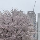 냉삼대패 이미지