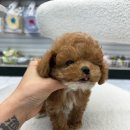 개린이집 강아지분양 고양이분양 전주본점 이미지