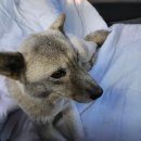 고려동물병원 (출장전문동물병원) 이미지