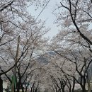 한수면행정복지센터 | 문강유황온천호텔사우나, 제천 카페정원, 한수면 벚꽃길, 송계계곡오토캠핑장(7번/B5), 충주 게으른악어