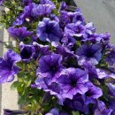 진도 소고기 대파국 이미지