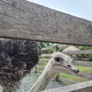 지우농장 | [필리핀 보홀 여행] 보홀 오셔니카 리조트 &lt; SOUTH FARM 사우스 팜 - FARMERS VILLAGE&gt; 체험 후기