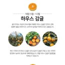 서귀포감귤