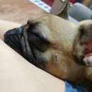 단디프렌치 이미지