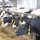 성일목장 이미지