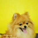 퍼피몽몽 이미지