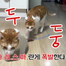 미호사