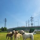 GPS 애견학교 이미지