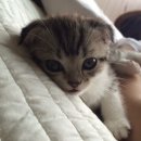 토리애견샵 이미지