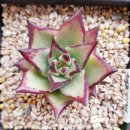 원종농장 이미지