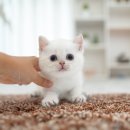 인천고양이분양 테디럽 이미지