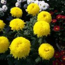 수정4동 주민센터 이미지