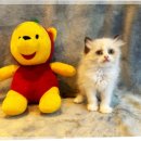 서울고양이분양 묘연 | 서울고양이분양 서리펫 입양 후기