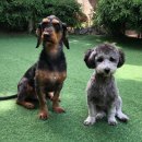 공주네 펫시터 이미지