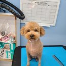 LIKE FRISE 이미지