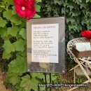 강원도 고성 여행 라벤더축제 "하늬라벤더팜"위치 만개시기 영업시간 라벤더 체험 등 내돈내산 방문 후기