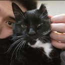 묘냥묘냥 이미지