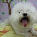 단비네 애견미용실 이미지