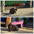 유명산 라온캠핑장 이미지