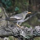 Blackbird 이미지