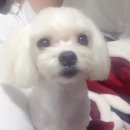 퍼피몽몽 이미지