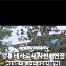 세븐일레븐 강릉사천오션점 | 강릉 오션뷰 애견 동반 대형 카페 테라로사 사천해변점