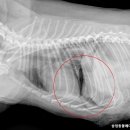 송정동물메디컬센터 이미지