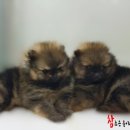 조은켄넬 이미지