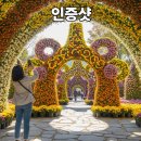 섬꽃공원 | 거제섬꽃축제 기본정보부터 가는 길 입장료까지 평화의 꽃이 피는 거제 가을여행지 추천