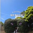 제주 아이랑가볼만한곳 돌코리숲 후기 기차체험부터 감성카페까지