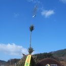 달오름 Daum카페