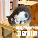 고양이별 캣 카페 | 마곡 고양이카페 고양이별 캣카페 | 위치 가격 메뉴 이용 시간 예약 주차 내돈내산